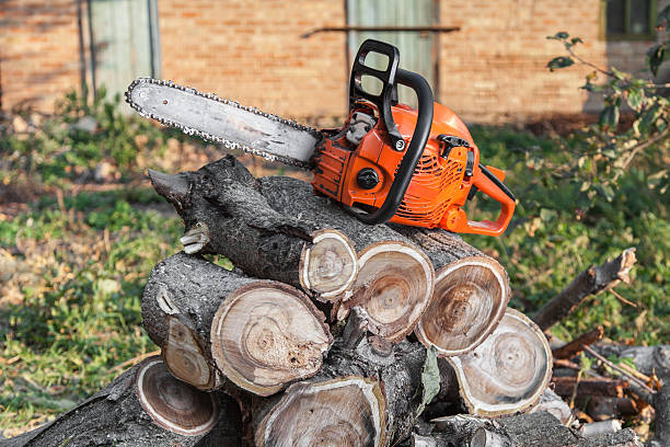 The Steps Involved in Our Tree Care Process in Black Point Green Point, CA